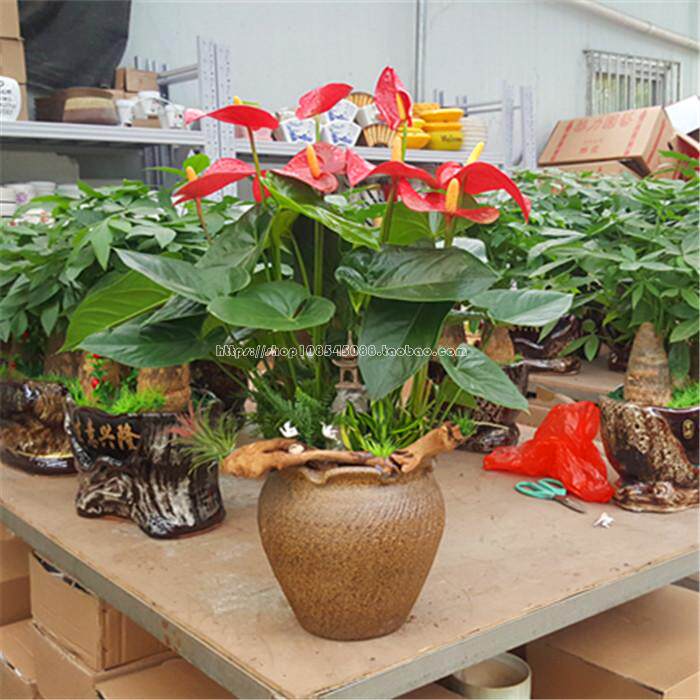 深圳居家红掌大盆栽办公室植物室内花卉客厅盆景开花绿植新品包送