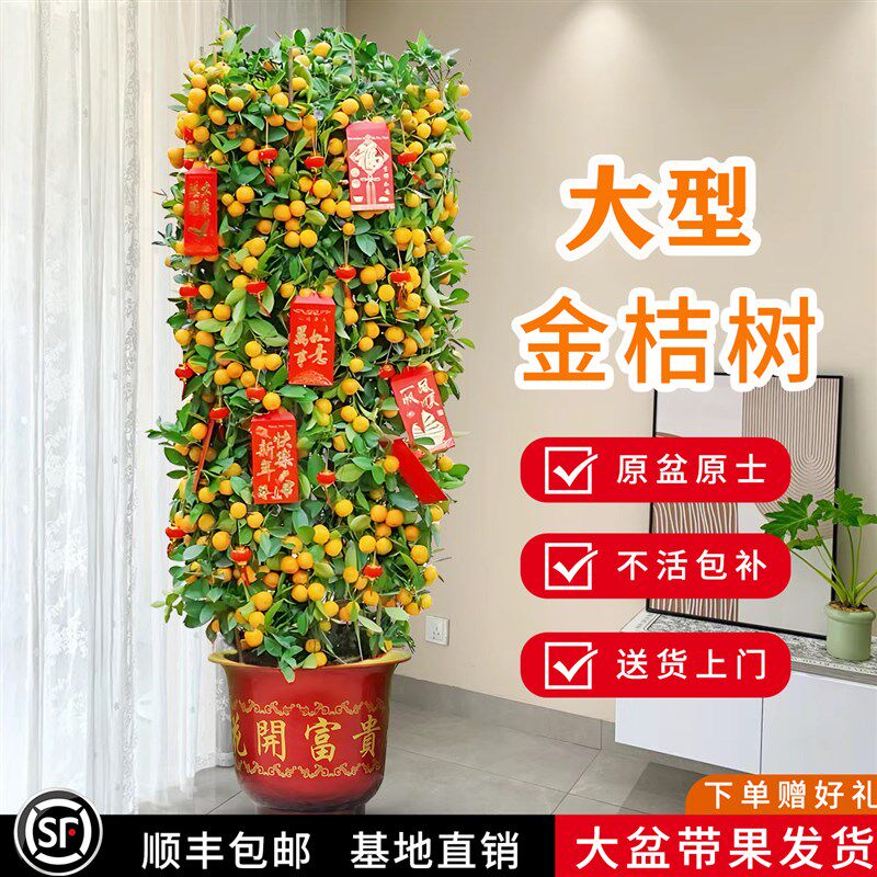 金桔树盆栽客厅大型植物盆栽年宵花卉带果四季金桔树树苗脆皮金桔