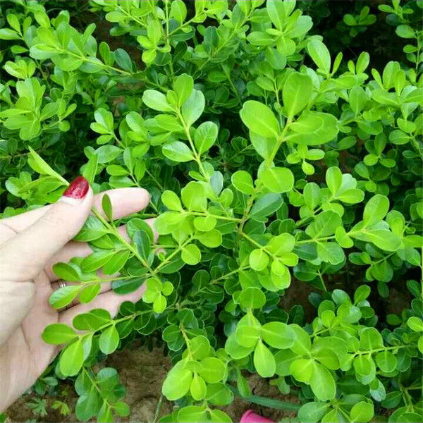 植物绿篱小叶黄杨树苗庭院造型树瓜子黄杨球盆景四季长青冬青树苗