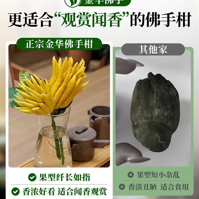 正宗金华佛手柑水培植物超级佛手瓜鲜果切枝水养闻香室内观赏食用