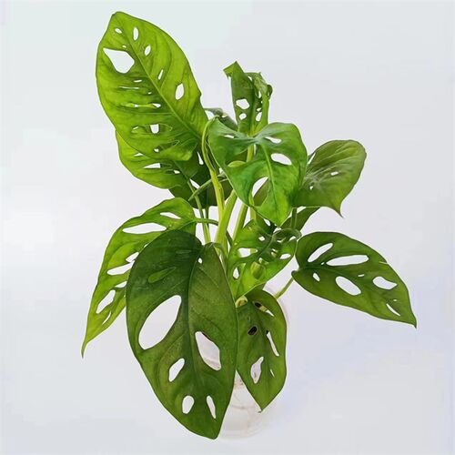 水培仙洞龟背竹盆栽多孔爬藤室内喜阴植物桌面花卉好养净化空气