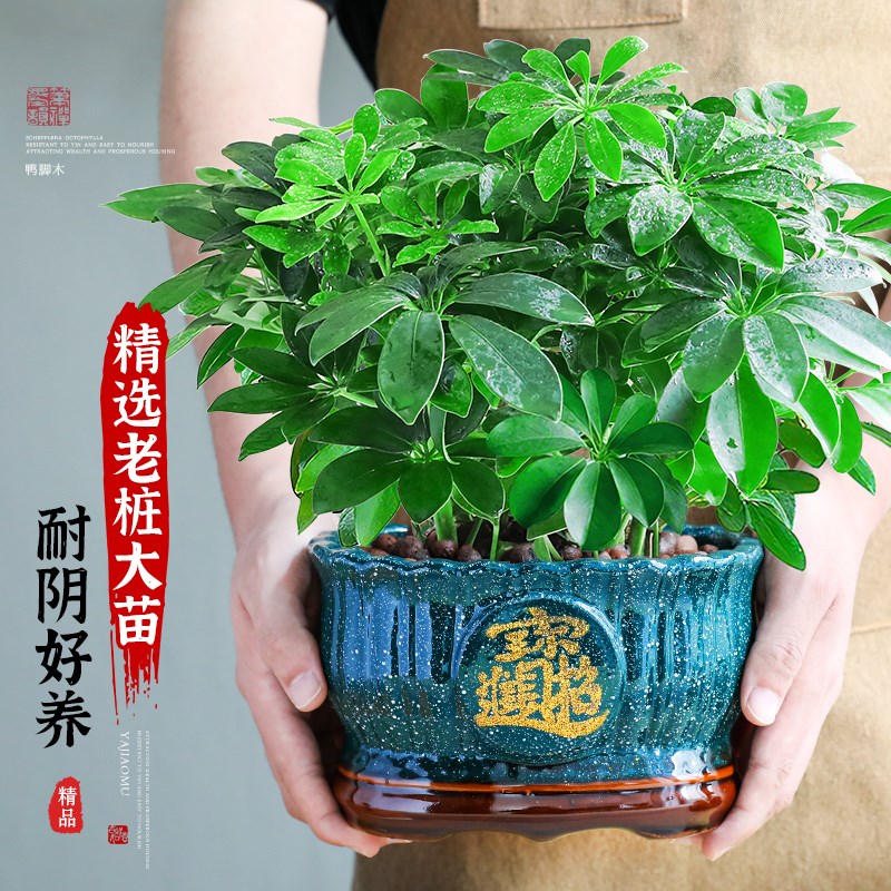 八方来财鸭脚木大盆栽植物室内绿植七叶莲吸甲醛净化空气四季常青