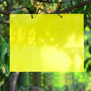 达豪农庄宝农用果蝇诱粘板瓜果实蝇桔小实蝇针蜂果园害虫粘胶20张
