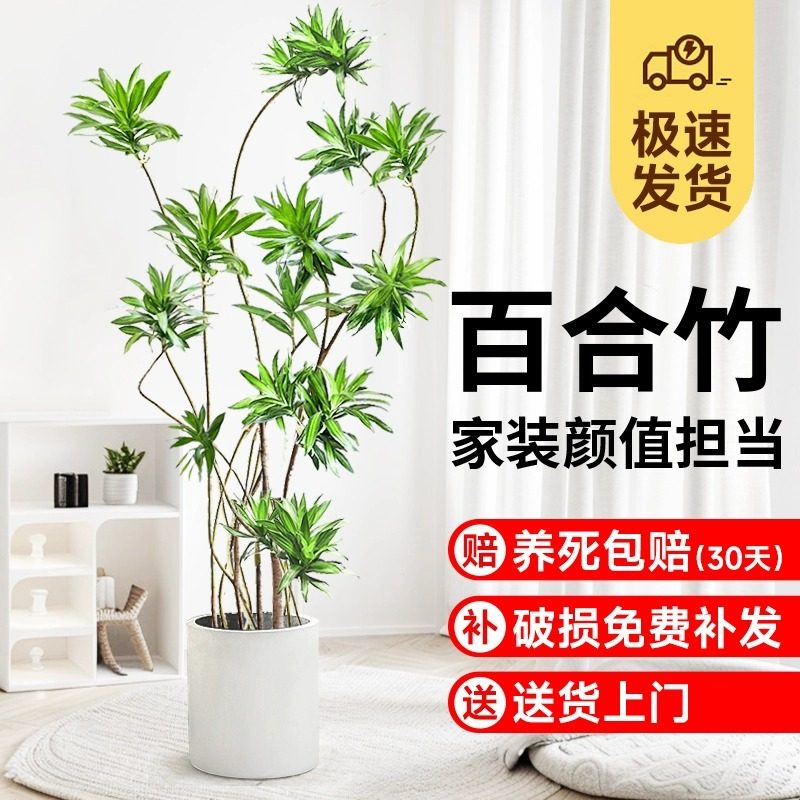 金心百合竹客厅真绿植室内大型植物盆栽龙血树网红金边百合竹盆景