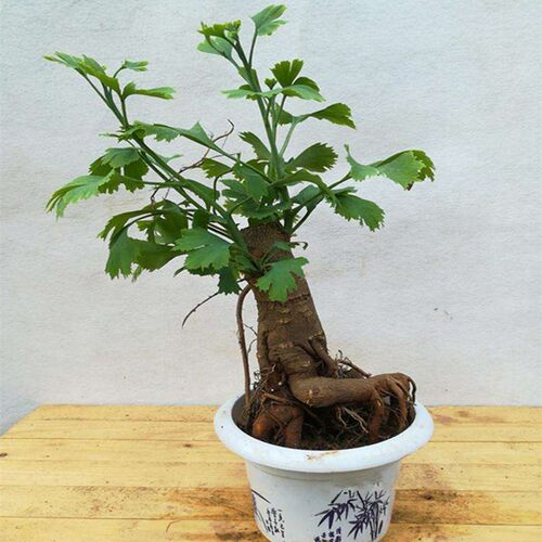 银杏盆景盆栽 造型盆景 室内花卉微型观叶植物 白果树桩苗