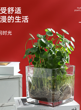 简约水培花盆正方形玻璃花瓶透明绿萝水养植物器皿乌龟缸摆件插花