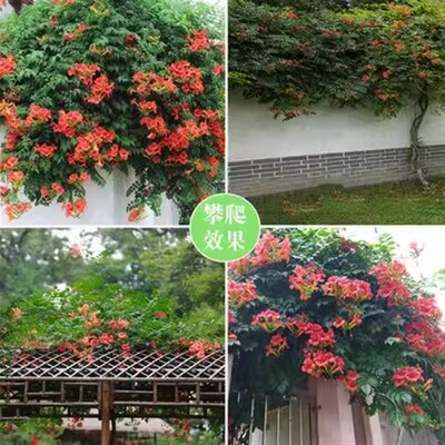 新品炮仗花鞭炮花美丽易活藤本攀援绿植围墙花庭院窗台苗紫藤凌霄