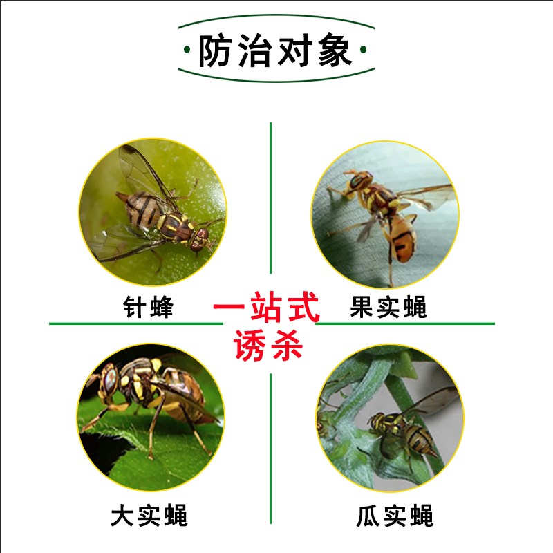 针蜂果实蝇粘板柑橘大小实蝇粘虫板针蜂诱捕器果树瓜果园专用防水