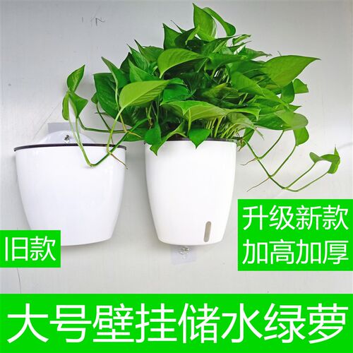 壁挂大叶长藤绿萝室内垂吊植物吸甲醛挂墙客厅储水盆栽吉利红吊兰