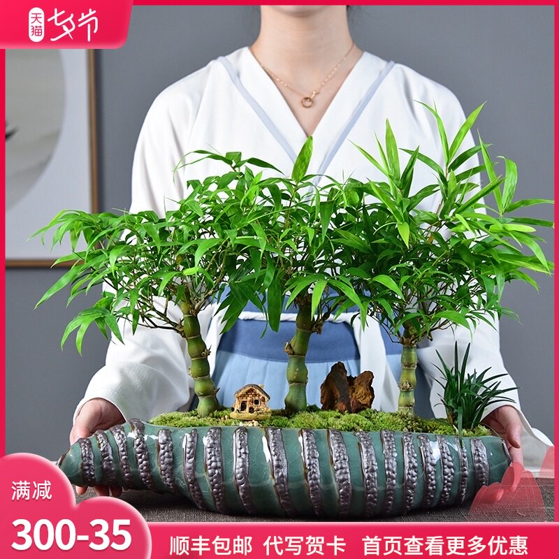 佛肚竹子盆栽葫芦竹盆景客厅桌面阳台绿植四季常青吸甲醛趣味植物
