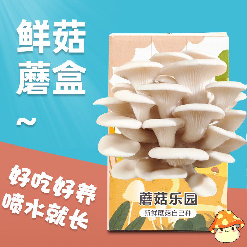 蘑菇菌包菌菇种植包平菇盒子磨菇多肉植物