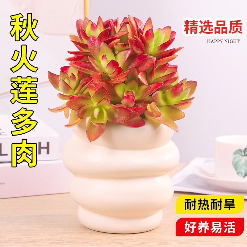 秋火莲火祭多肉植物盆栽花卉室内桌面四季好养多肉组合多头肉肉