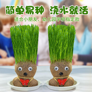 长草娃娃草头开花小盆栽植物头上头顶浇水种草幼儿园儿童水培绿植
