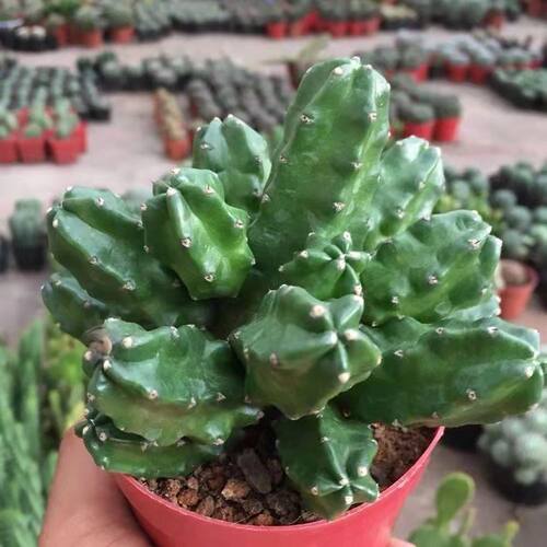 桃太郎无刺仙人柱多肉植物群生多头鹿角柱属会开花仙人球花卉盆栽