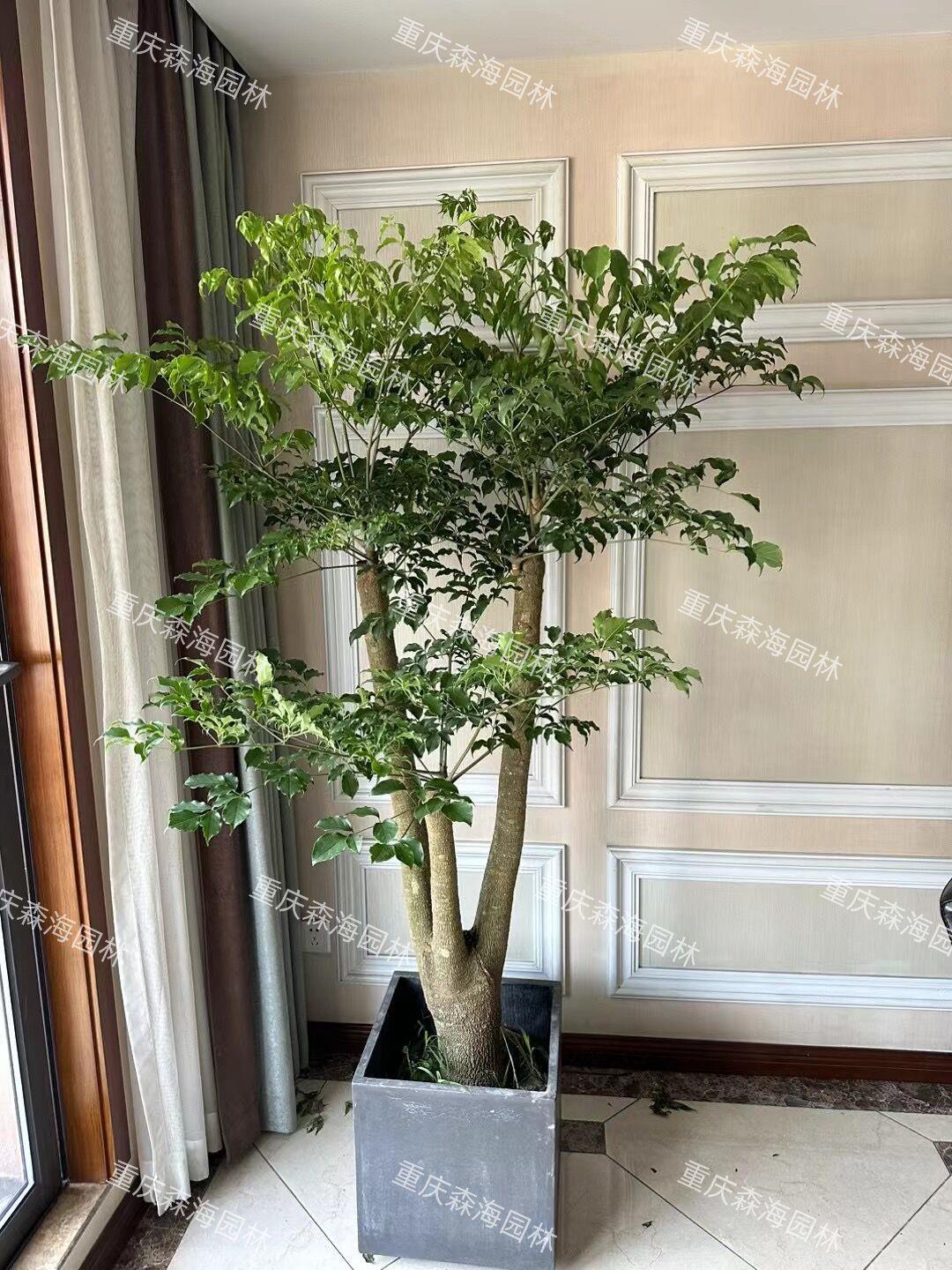 幸福树/大盆栽/室内外植物/大型绿植/花木/福贵树/美化环境