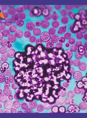 130-095-274美天旎磁珠分选产品CD134 (OX40)-生物素人