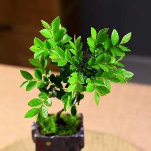 小叶紫檀盆栽黑骨茶绿植室内四季常青中式书房茶几桌面植物摆件