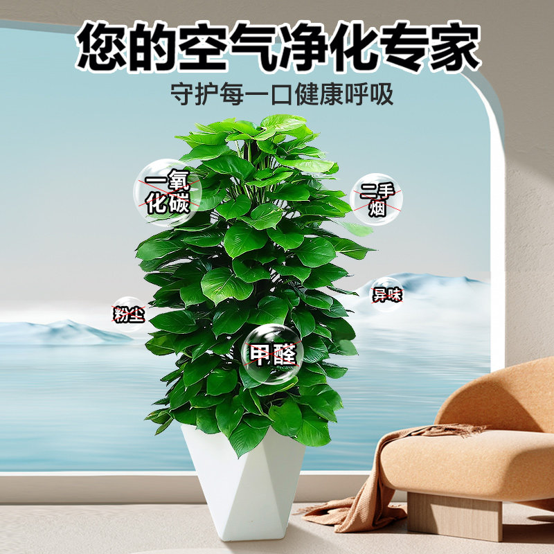 大叶绿萝柱室内盆栽 净化空气适合新手 吸甲醛办公室绿植