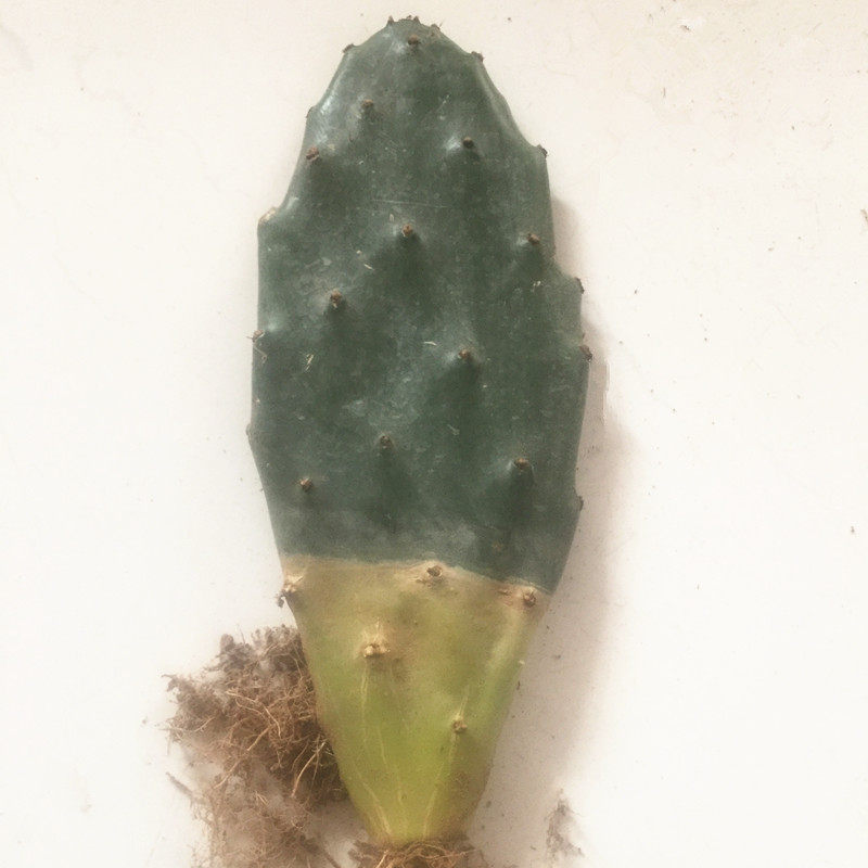 仙人掌科黄大刺仙人掌盆栽嫁接蟹爪兰多肉植物米邦塔叶片可扦插