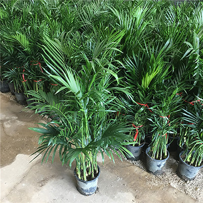 富贵椰子树散尾葵盆栽绿植花卉凤尾竹室内客厅大型植物夏威夷竹子 - 实物图