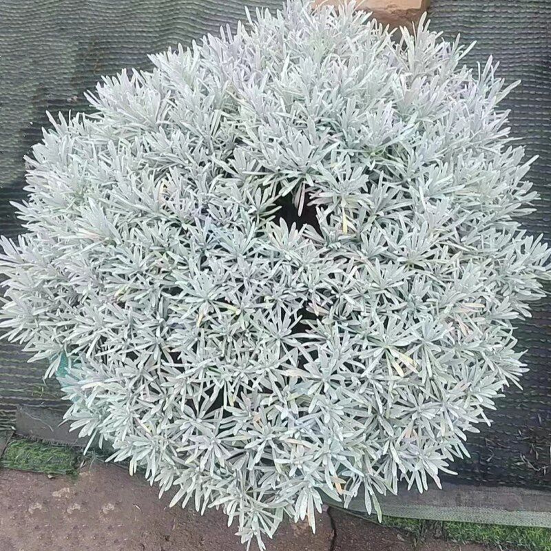 芙蓉菊盆栽银艾玉 适合新手栽种的观叶植物 净化空气美化阳台庭院