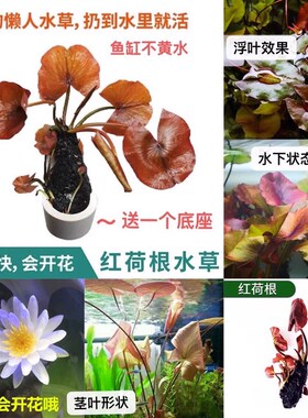红荷根植物睡莲净化水质鱼缸池塘造景懒人无需二氧化碳真水草包邮
