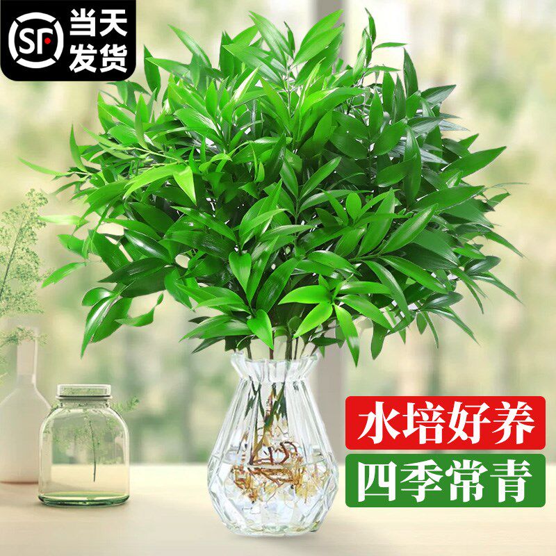 驱蚊竹柏水培植物室内祛蚊子克星办公室桌面水养绿植四季常青好养