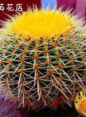金虎大号仙人球实生金琥高端红虎仙人掌室内多肉植物花盆栽