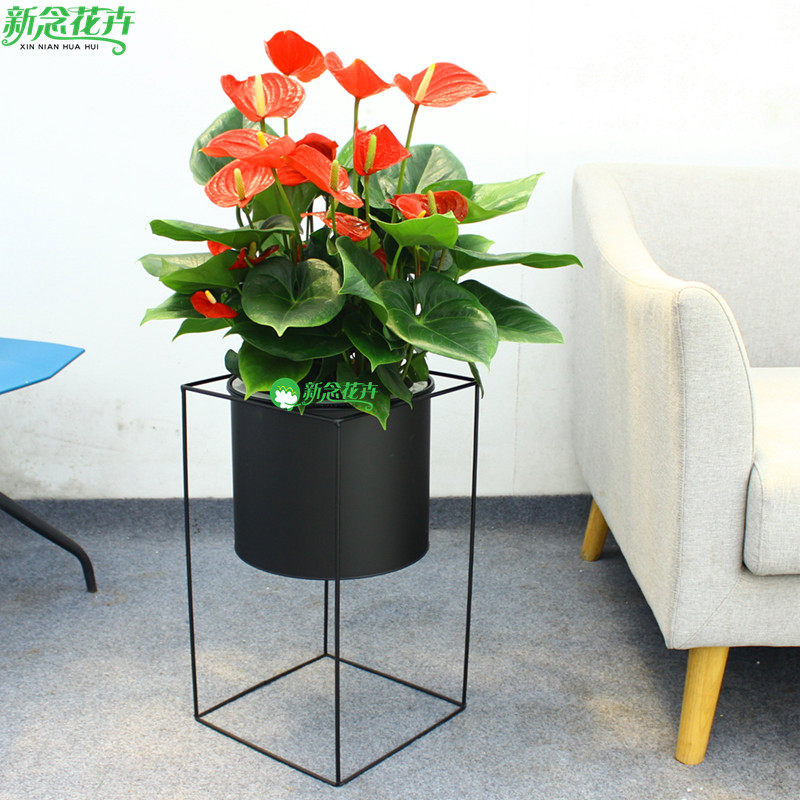 中型红掌盆栽 大型室内开花植物花期长客厅阳台绿植花卉 送货上门