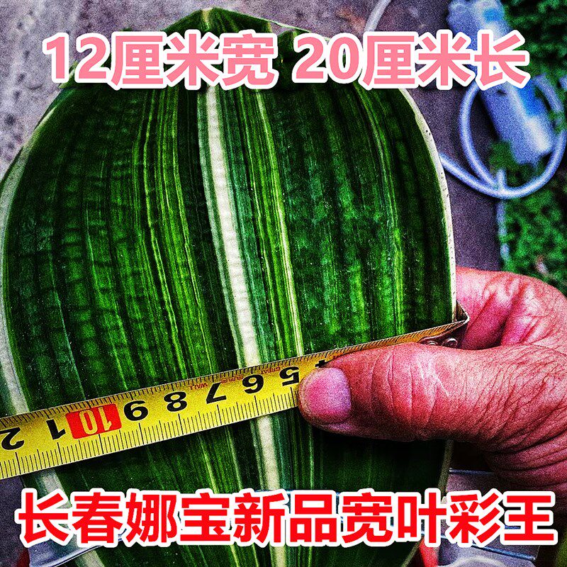 长春名贵君子兰精品宽叶彩兰王短叶金丝盆栽鸳鸯油麻彩覆轮瓷白苗