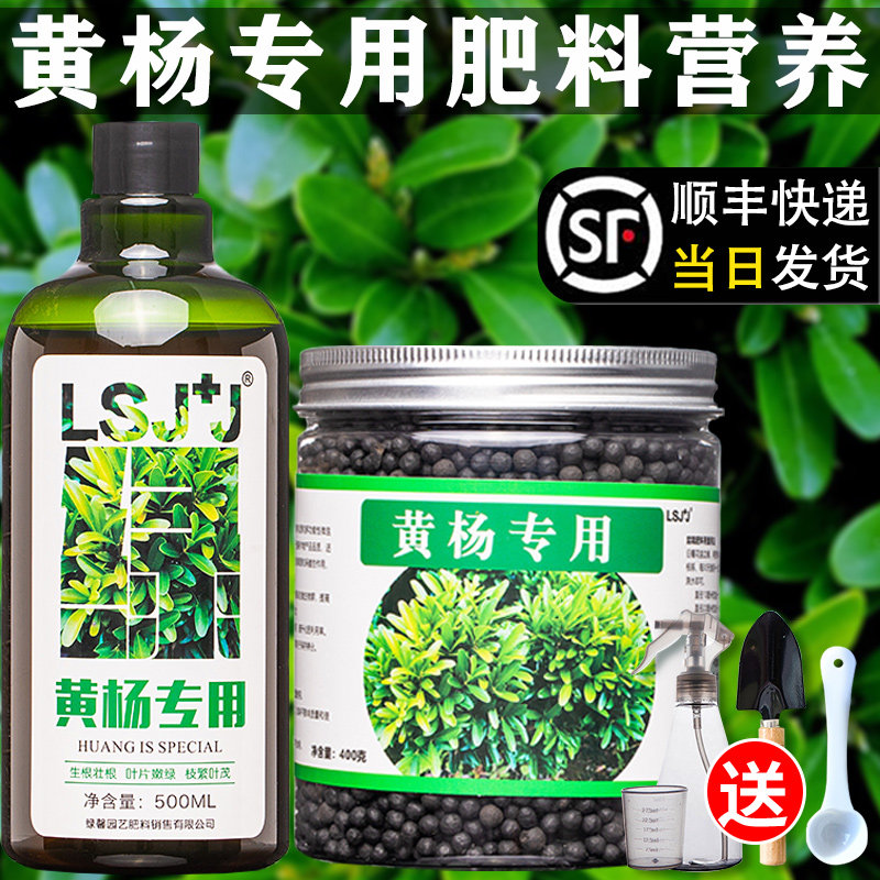 黄杨专用肥料营养液雀舌黄杨瓜子黄杨树苗盆景专用肥料黄杨木肥料