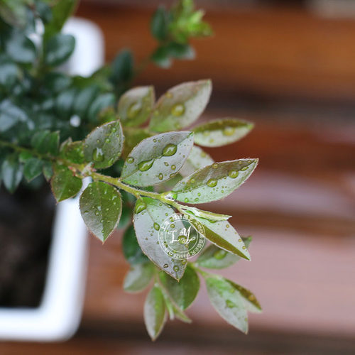 小叶紫檀盆景树桩绿植水培植物办公室盆栽室内绿色观叶净空气植物