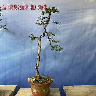 树桩雀舌黄杨室内盆栽盆景按图实物 文人盆景 实物瓜子黄杨 盆景