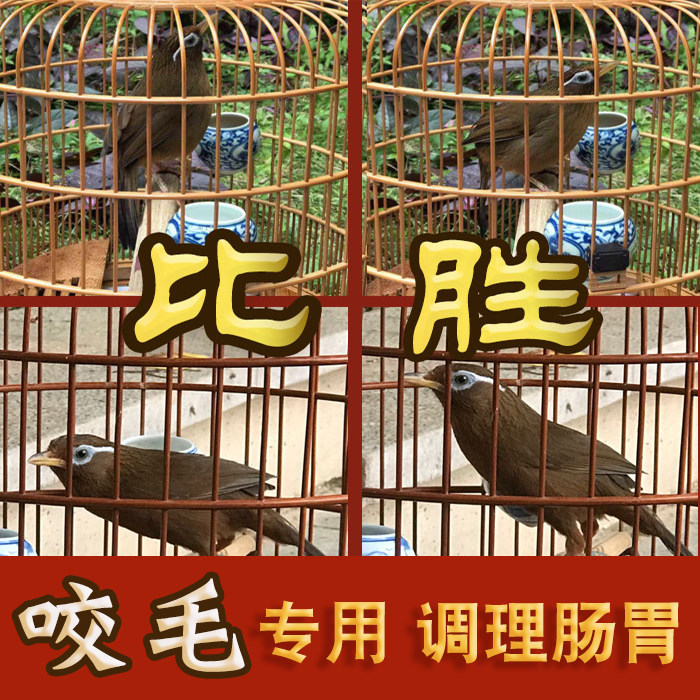 比胜手工画眉鸟食饲料广东香港养身饲料提性壮膘咬毛料一斤包邮