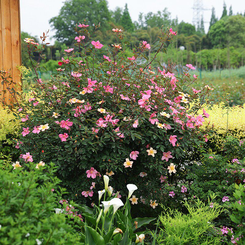 海蒂的花园 蝴蝶月季变色丰花皮实好养低维护阳台庭院花卉盆栽苗