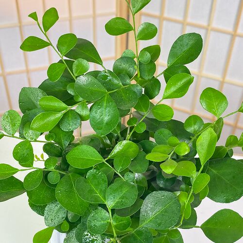 【买三送一】九里香 椰子 金钻 发财树室内桌面绿植物美观配盆栽