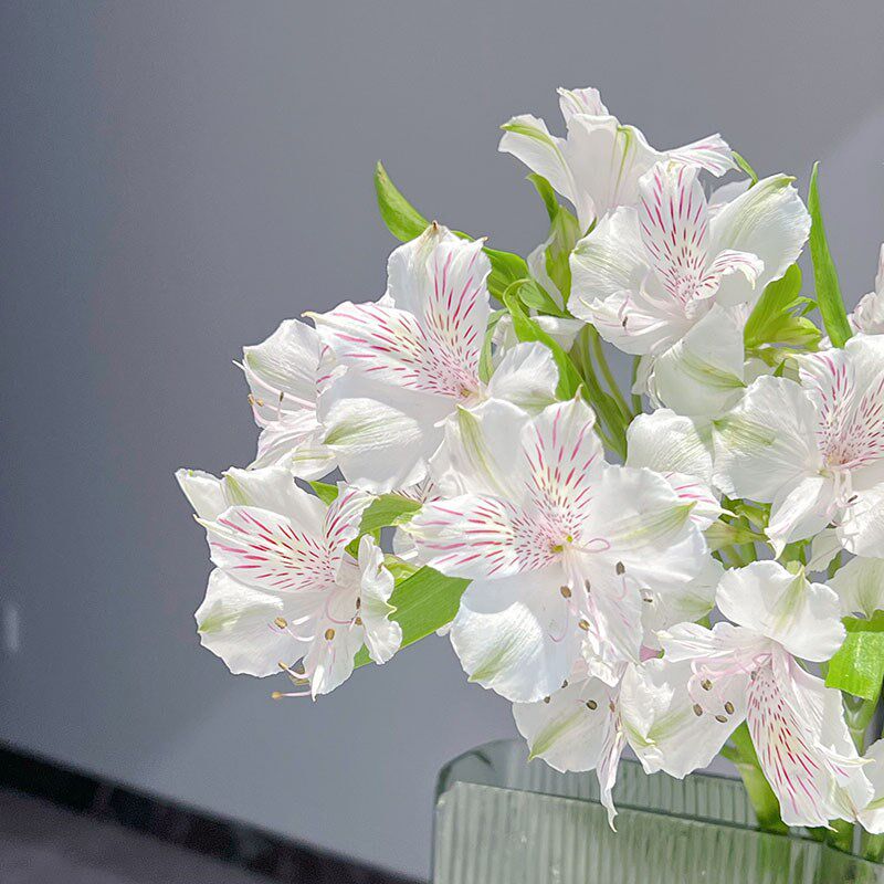 落差感极强潜力股花材白色水仙百合鲜花云南直发插花水养花期长顺