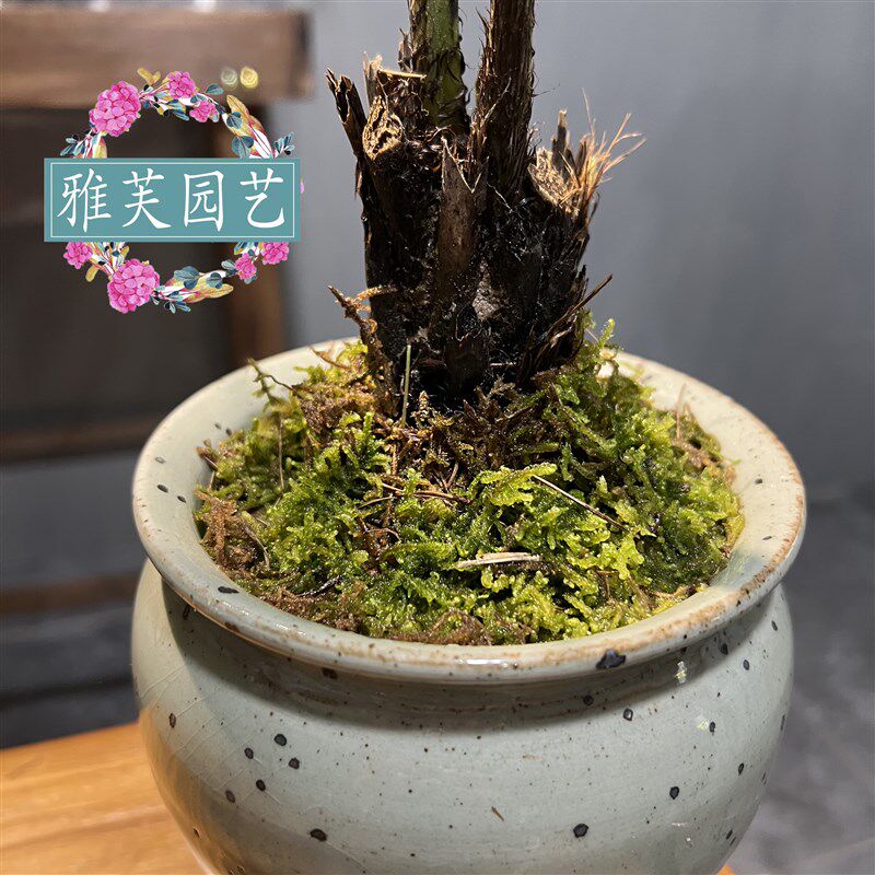 网红蕨一叶蕨室内耐阴软装植物花卉茶几书房软装盆景喜阴喜水
