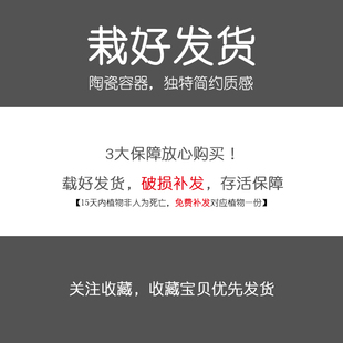 创意多肉植物仙人掌盆栽植物万重山办公桌面室内大凤龙绿植抗辐射