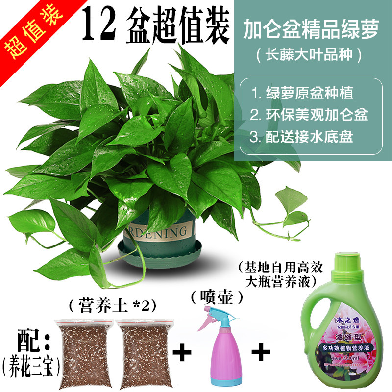 木之逸绿萝盆栽室内吸除甲醛水培好养盆景长藤垂吊绿植物大叶绿箩