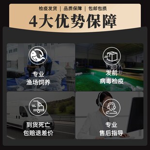 渔你有缘 飞凤观赏鱼苗直纹热带泰国鲫鱼双线金风银风鱼饲料