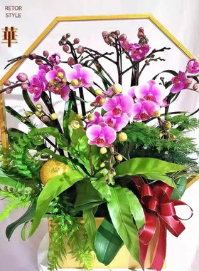 新中式金属带灯蝴蝶兰花盆