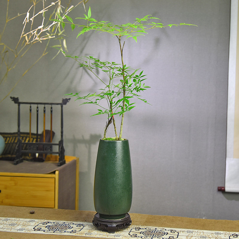 南天竹盆栽室内盆景庭院古风观叶客厅办公造景桌面装饰绿植好养活
