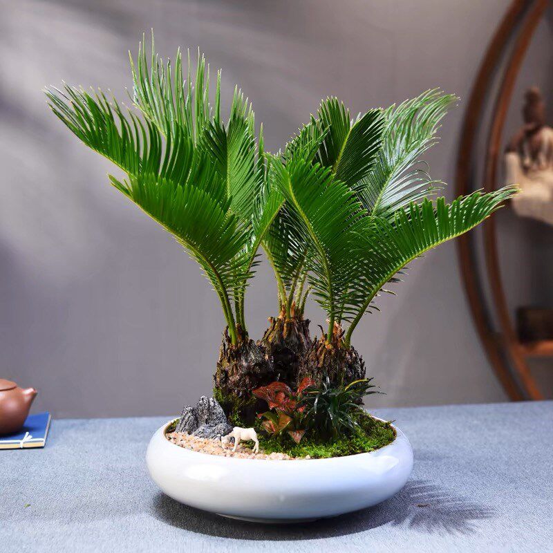 多头铁树盆栽植物室内四季常青树苗客厅阳台办公室桌面绿植盆景