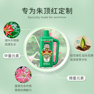 朱顶红肥料专用肥营养液球根植物风信子郁金香仙客来种球通用盆栽