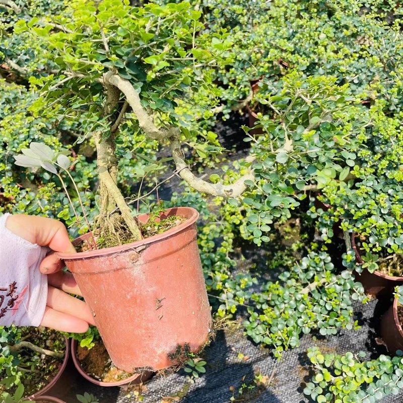 提根飘枝海南香兰老桩盆景开花浓香悬崖造型博兰临水花园植物盆栽