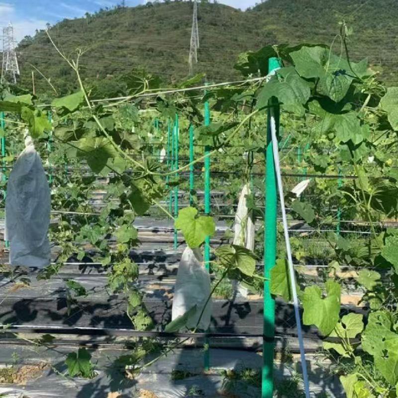 农用玻璃纤维包毡管百香果种植遮阳网立柱空心管蔬菜爬藤支架骨架