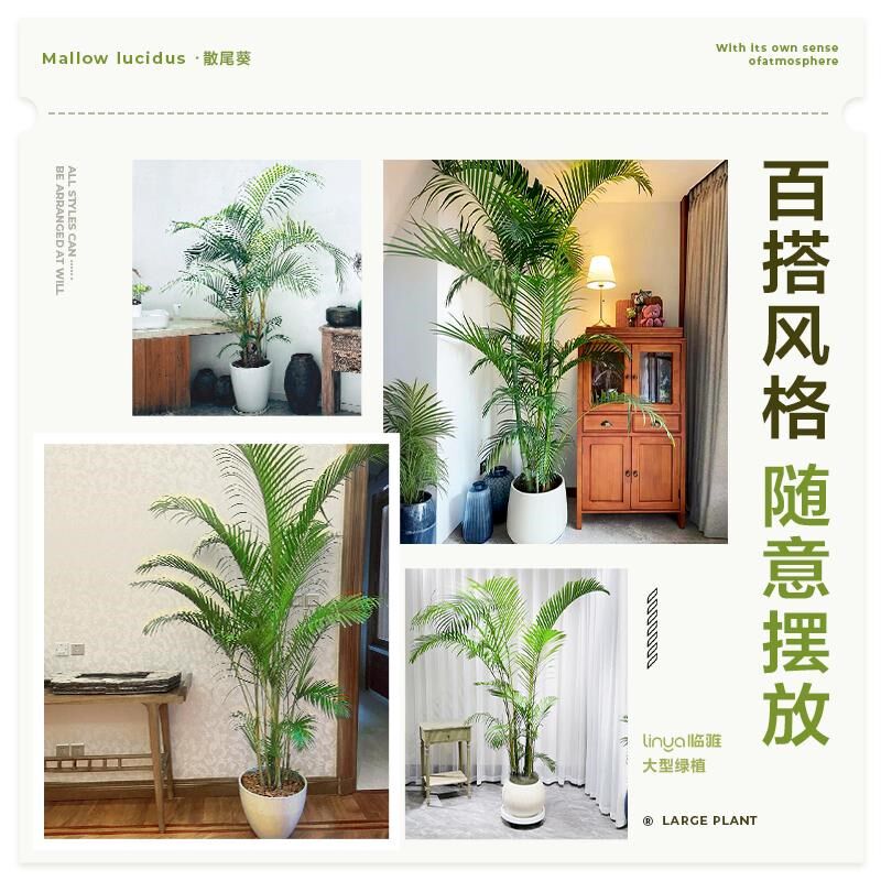 老桩散尾葵富贵椰子凤尾竹室内客厅植物盆栽大型落地绿植四季常青
