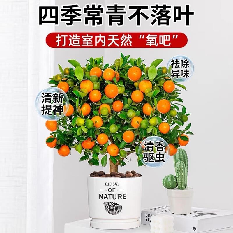 金桔树盆栽带果客厅好养绿植橘子盆景四季金桔室内招财年宵花植物