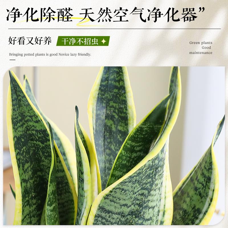 办公室小盆栽金边虎皮兰绿植花卉室内桌面上工位摆件耐旱净化除醛